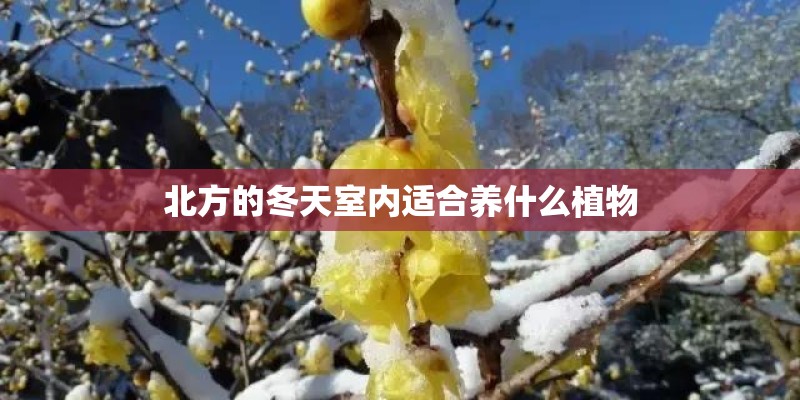 北方的冬天室内适合养什么植物 北方的冬天室内适合养什么植物
