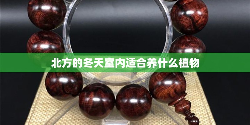 北方的冬天室内适合养什么植物 北方的冬天室内适合养什么植物