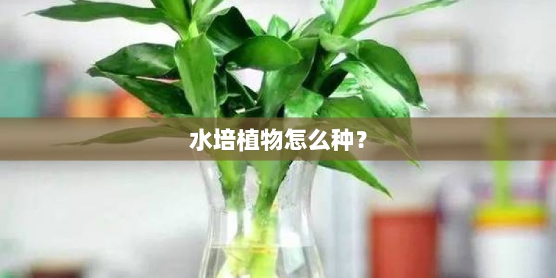 水培植物怎么种？