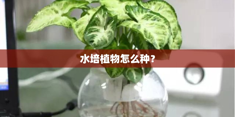水培植物怎么种? 水培植物怎么种?
