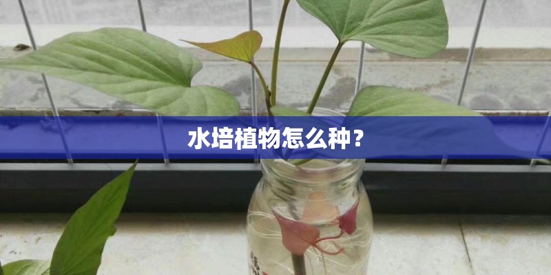 水培植物怎么种? 水培植物怎么种?