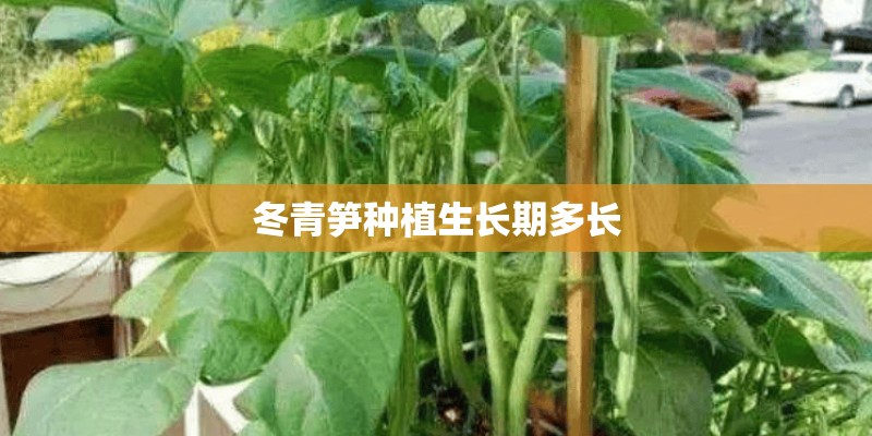冬青笋种植生长期多长