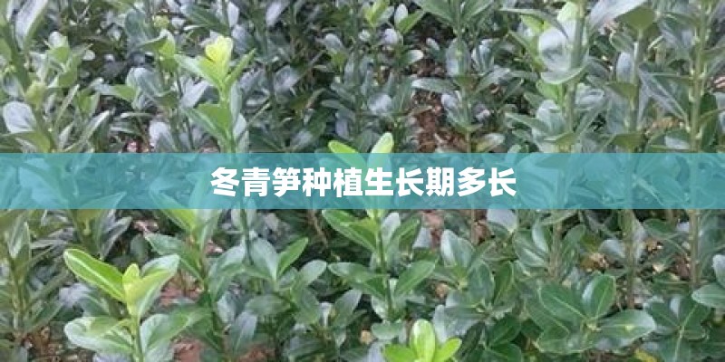 冬青笋种植生长期多长