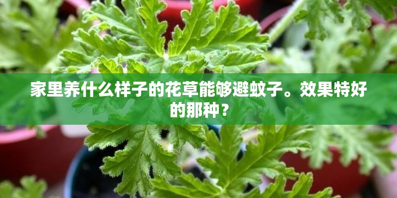 家里养什么样子的花草能够避蚊子。效果特好的那种？