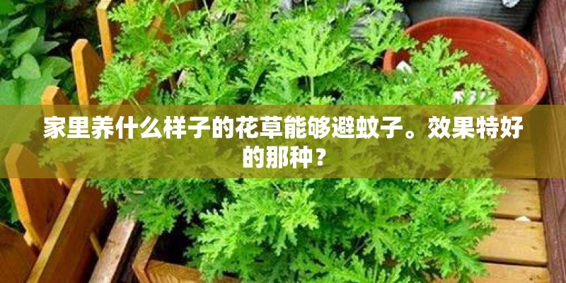 家里养什么样子的花草能够避蚊子。效果特好的那种？