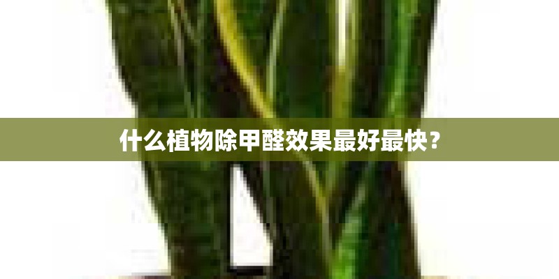 什么植物除甲醛效果最好最快？