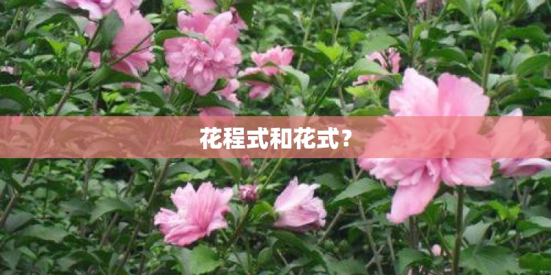 花程式和花式？