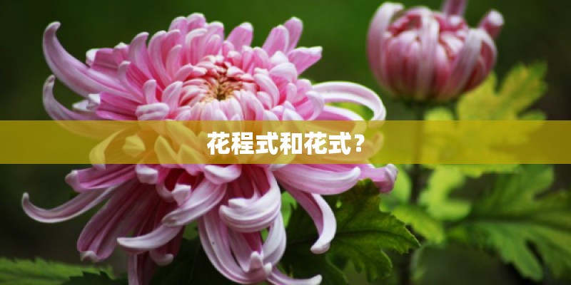 花程式和花式? 花程式和花式?