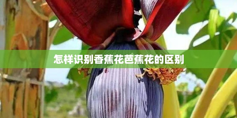 怎样识别香蕉花芭蕉花的区别