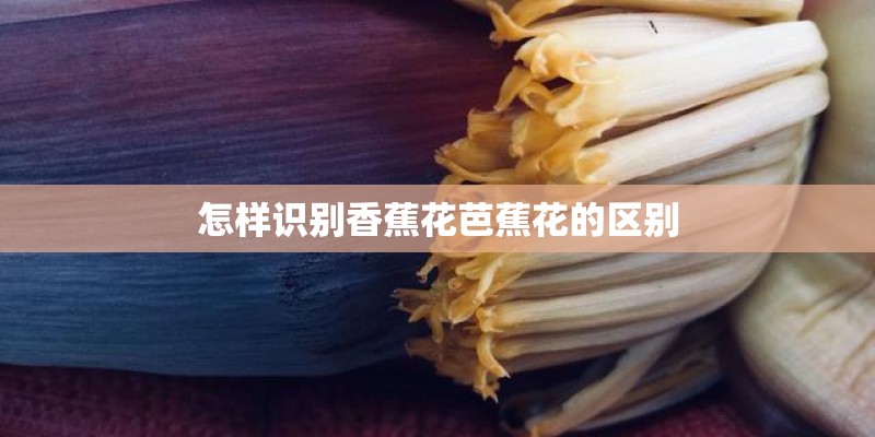 怎样识别香蕉花芭蕉花的区别 怎样识别香蕉花芭蕉花的区别