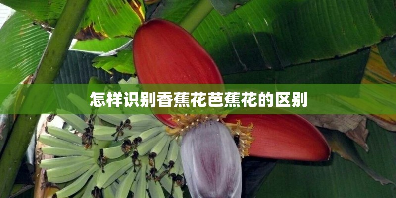 怎样识别香蕉花芭蕉花的区别 怎样识别香蕉花芭蕉花的区别