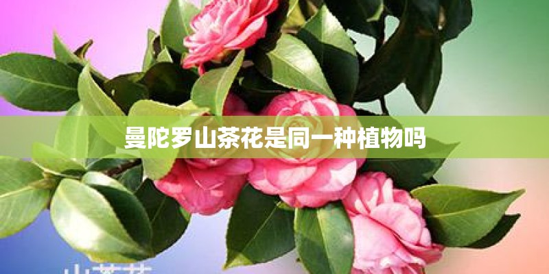 曼陀罗山茶花是同一种植物吗