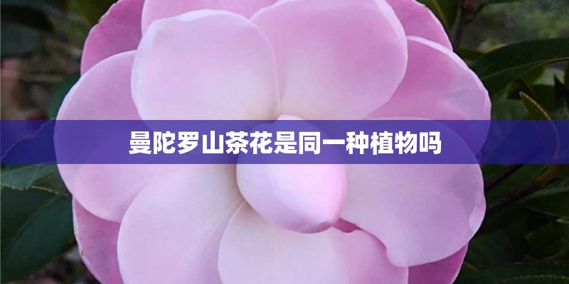 曼陀罗山茶花是同一种植物吗 曼陀罗山茶花是同一种植物吗