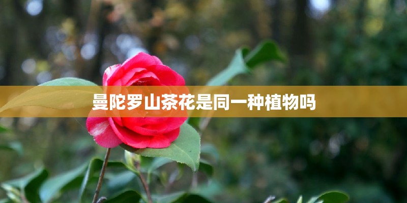 曼陀罗山茶花是同一种植物吗 曼陀罗山茶花是同一种植物吗