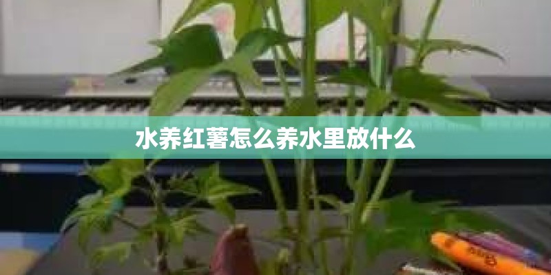 水养红薯怎么养水里放什么 水养红薯怎么养水里放什么