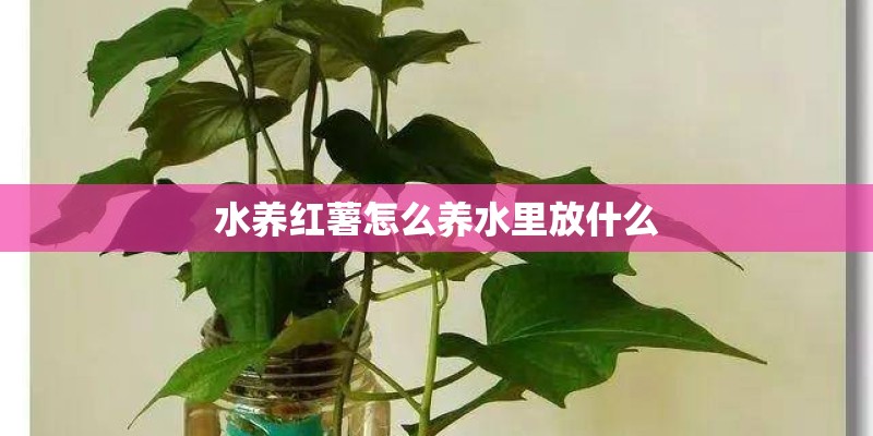 水养红薯怎么养水里放什么 水养红薯怎么养水里放什么