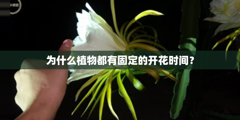 为什么植物都有固定的开花时间？