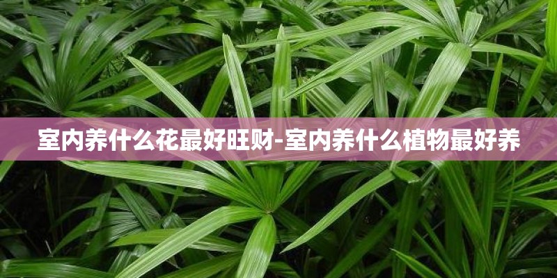 室内养什么花最好旺财-室内养什么植物最好养