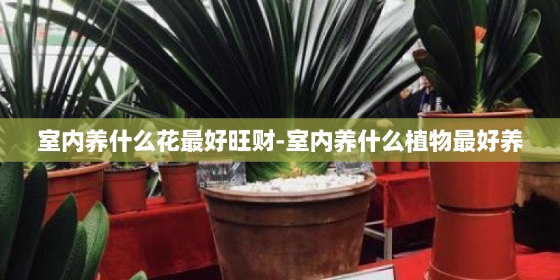 室内养什么花最好旺财-室内养什么植物最好养