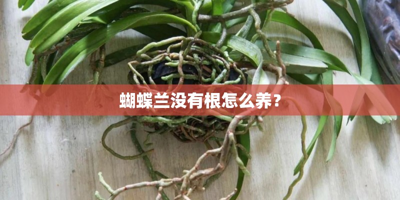 蝴蝶兰没有根怎么养？