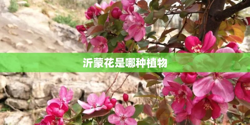 沂蒙花是哪种植物 沂蒙花是哪种植物
