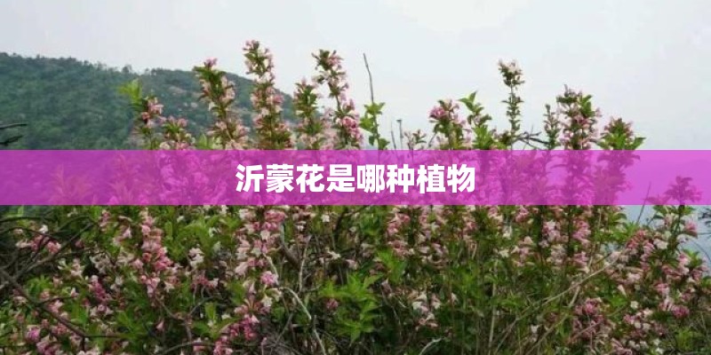 沂蒙花是哪种植物 沂蒙花是哪种植物