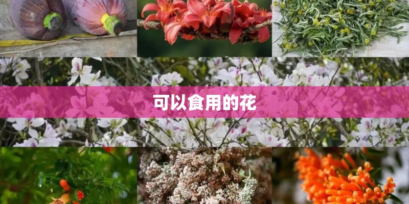 可以食用的花 可以食用的花