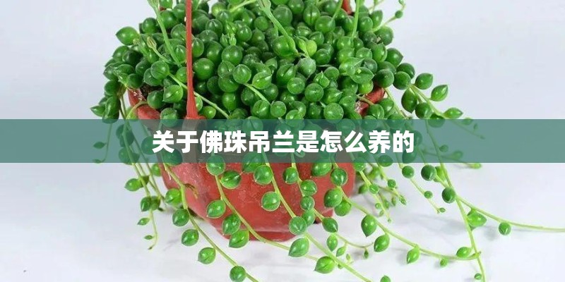 关于佛珠吊兰是怎么养的