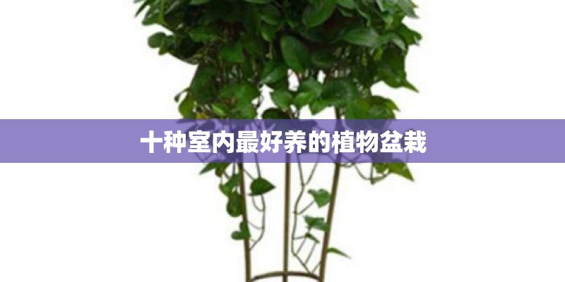 十种室内最好养的植物盆栽 十种室内最好养的植物盆栽