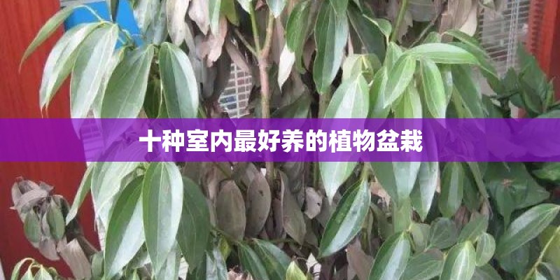 十种室内最好养的植物盆栽 十种室内最好养的植物盆栽