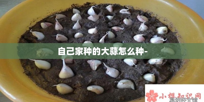 自己家种的大蒜怎么种- 自己家种的大蒜怎么种-