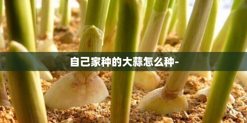 自己家种的大蒜怎么种- 自己家种的大蒜怎么种-