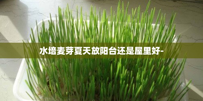 水培麦芽夏天放阳台还是屋里好-