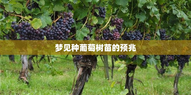 梦见种葡萄树苗的预兆 梦见种葡萄树苗的预兆