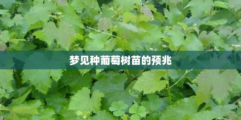 梦见种葡萄树苗的预兆 梦见种葡萄树苗的预兆