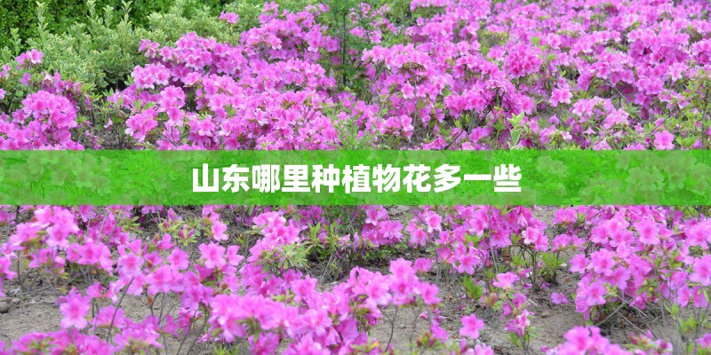 山东哪里种植物花多一些 山东哪里种植物花多一些