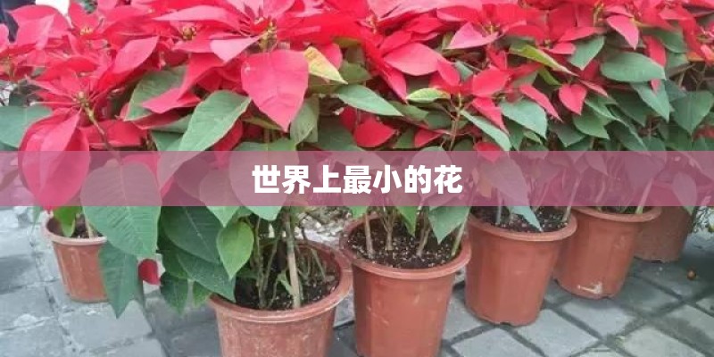世界上最小的花
