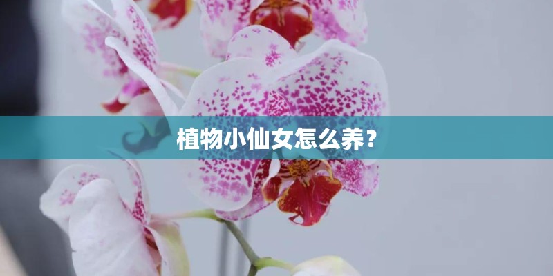 植物小仙女怎么养？