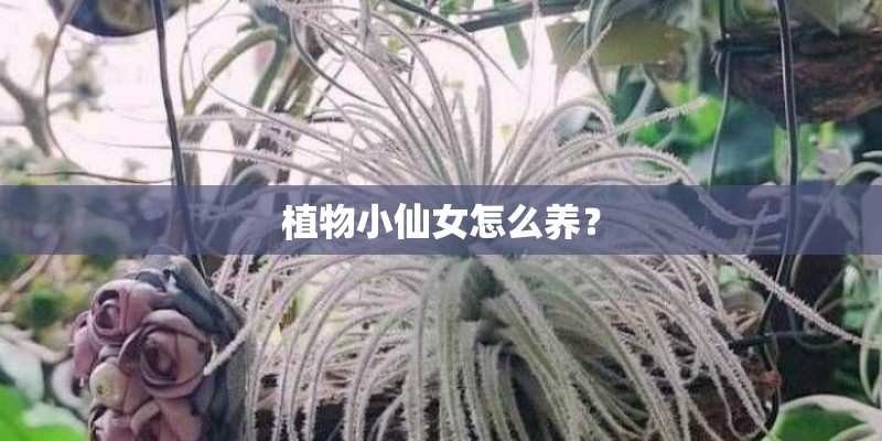 植物小仙女怎么养？
