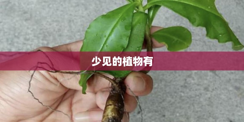 少见的植物有 少见的植物有