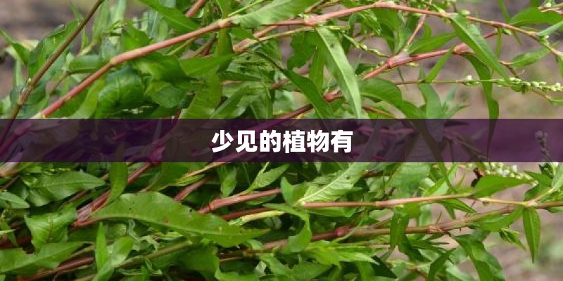 少见的植物有 少见的植物有
