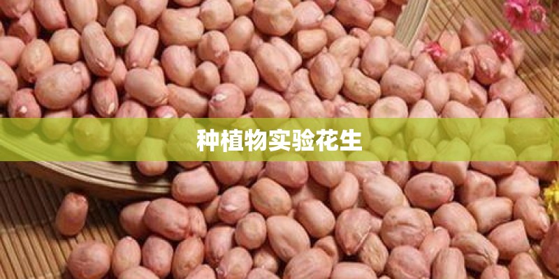 种植物实验花生
