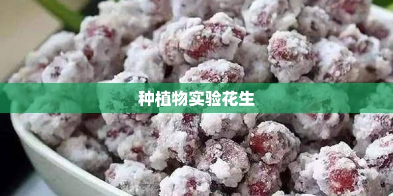 种植物实验花生 种植物实验花生