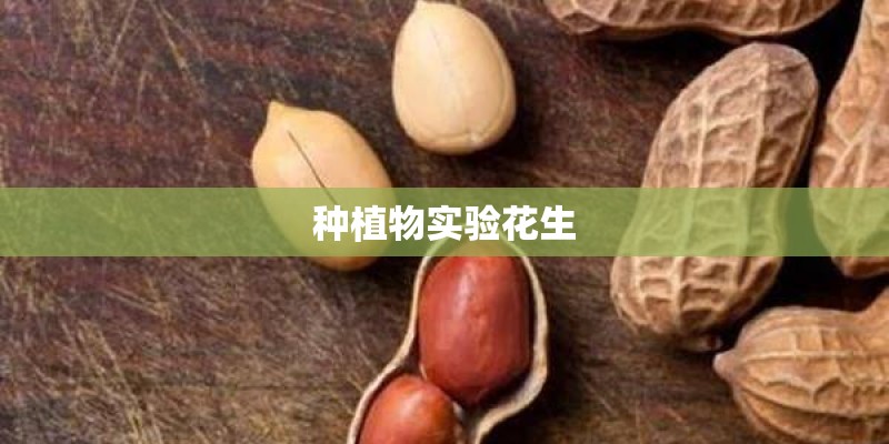 种植物实验花生 种植物实验花生