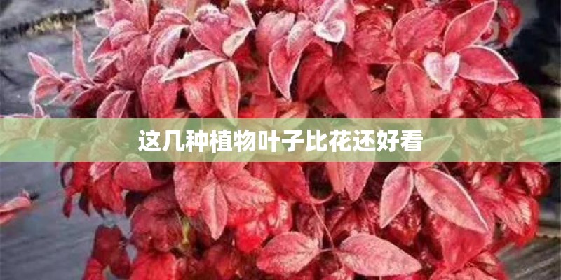 这几种植物叶子比花还好看 这几种植物叶子比花还好看