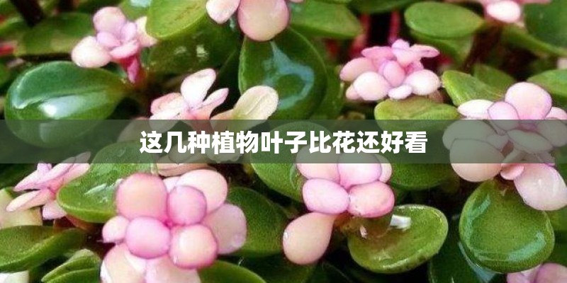 这几种植物叶子比花还好看 这几种植物叶子比花还好看