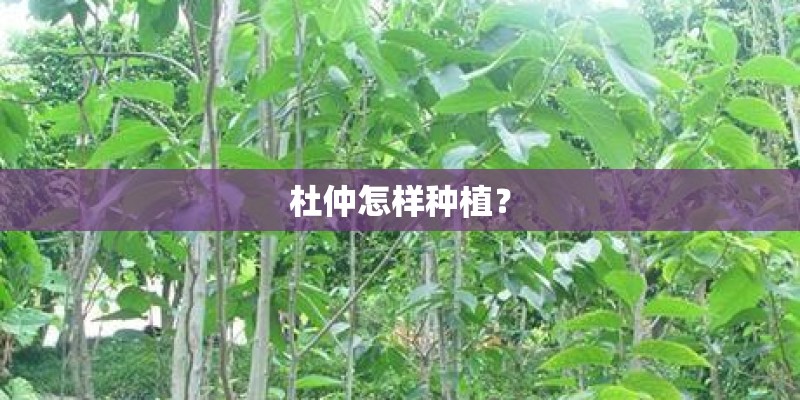 杜仲怎样种植？