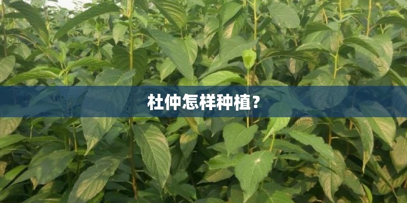 杜仲怎样种植？