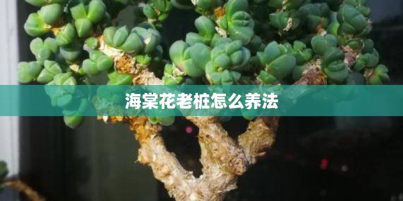 海棠花老桩怎么养法 海棠花老桩怎么养法