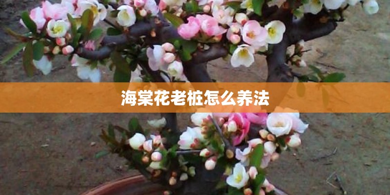 海棠花老桩怎么养法 海棠花老桩怎么养法